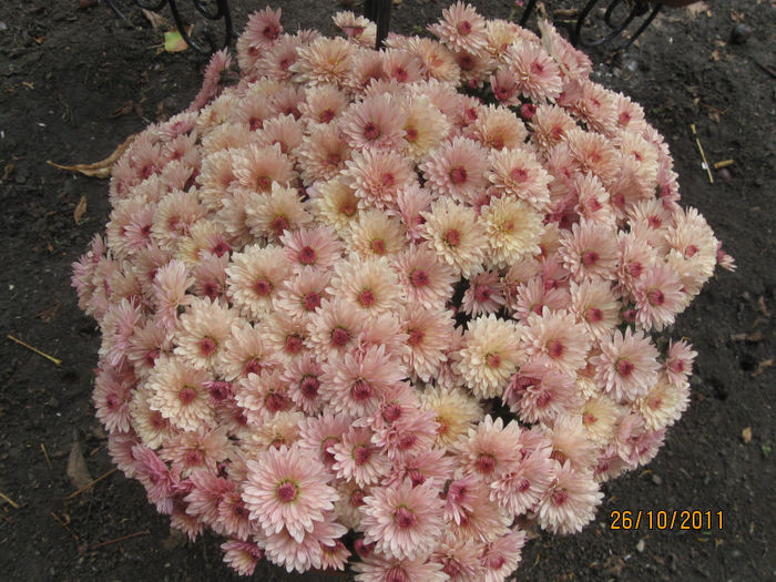 087 - 2011-Super crizanteme