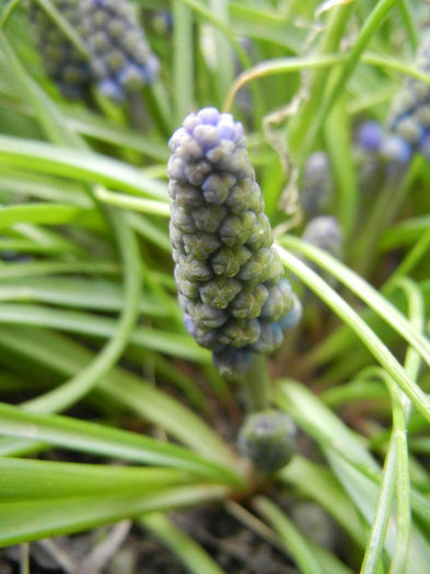 Muscari armeniacum (2013, April 07)
