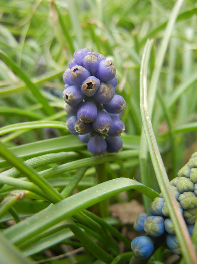 Muscari armeniacum (2013, April 07)