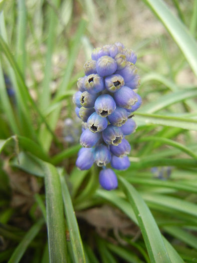 Muscari armeniacum (2013, April 07)