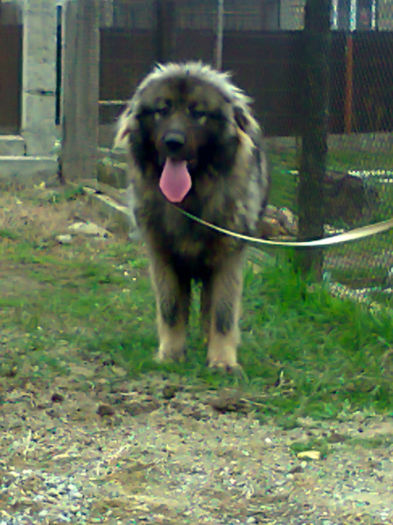 Photo2282; Un mascul din cainii pe care i-am avut
