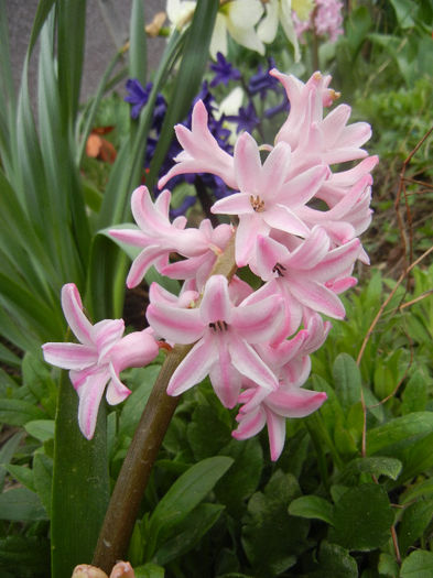 Hyacinth Fondant (2013, April 07) - Hyacinth Fondant