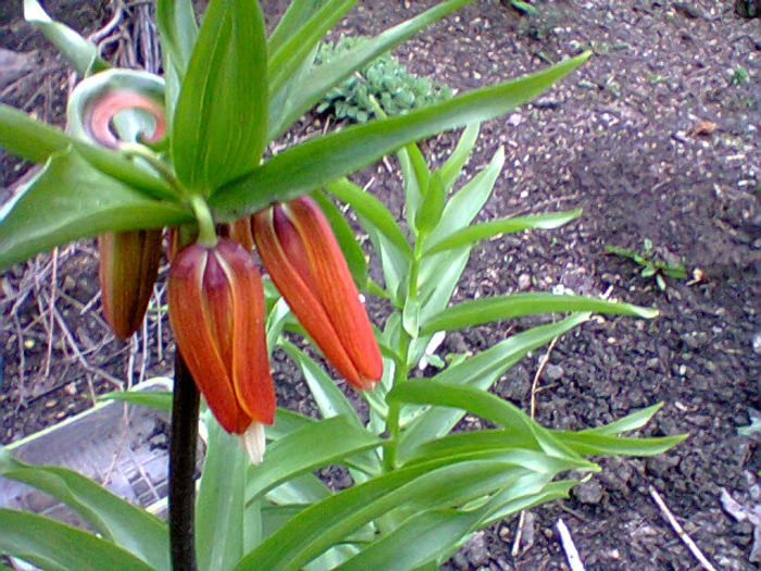 Fotogr.0609 - flori de gradina