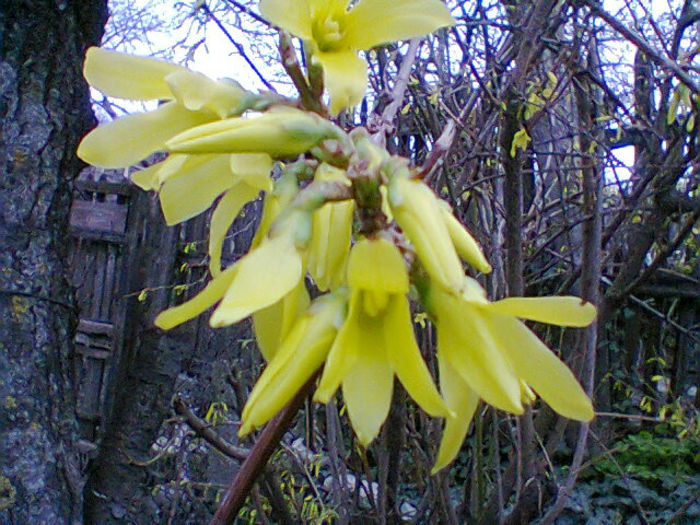 Fotogr.0617 - flori de gradina