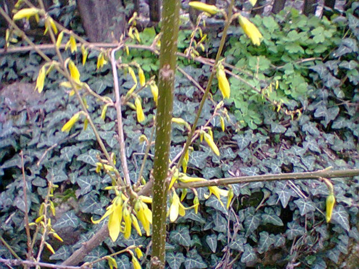 Fotogr.0618 - flori de gradina