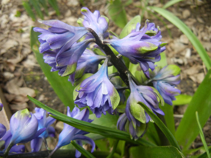 Hyacinth Isabelle (2013, April 07)