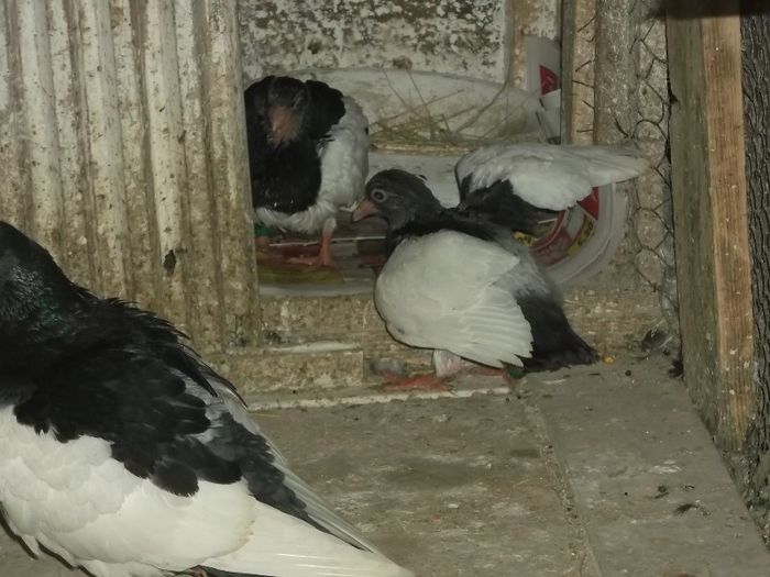 SUNTEM FLAMANZI TAICA........ - 0000PORUMBEI COTOFENE GERMANE ELSTERPURZLER