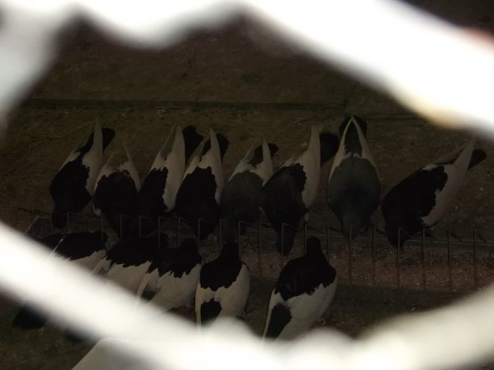 VEDERE PRINTRE BUZE - 0000PORUMBEI COTOFENE GERMANE ELSTERPURZLER