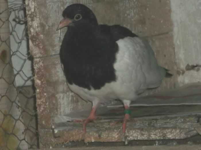 PRIMUL PE 2013 - 0000PORUMBEI COTOFENE GERMANE ELSTERPURZLER