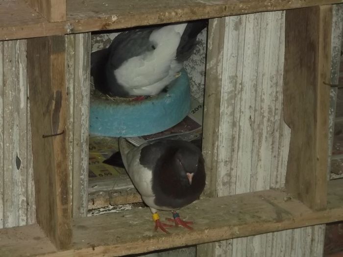 ALBASTRE...... - 0000PORUMBEI COTOFENE GERMANE ELSTERPURZLER