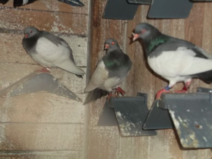 GERMANIA SI DON' VASILE - 0000PORUMBEI COTOFENE GERMANE ELSTERPURZLER