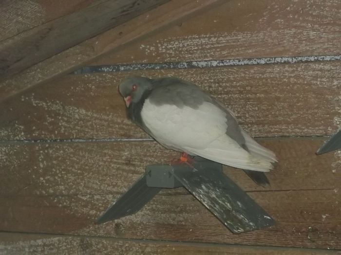 UNDE SA FAC OARE OUL ALA ??? - 0000PORUMBEI COTOFENE GERMANE ELSTERPURZLER