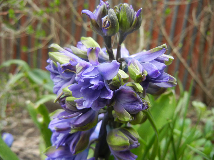 Hyacinth Isabelle (2013, April 07)