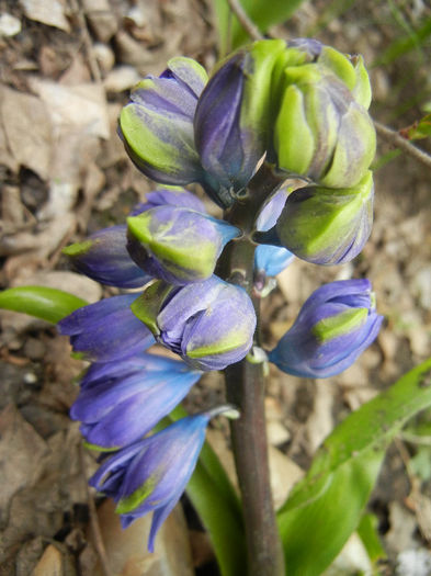 Hyacinth Isabelle (2013, April 07)