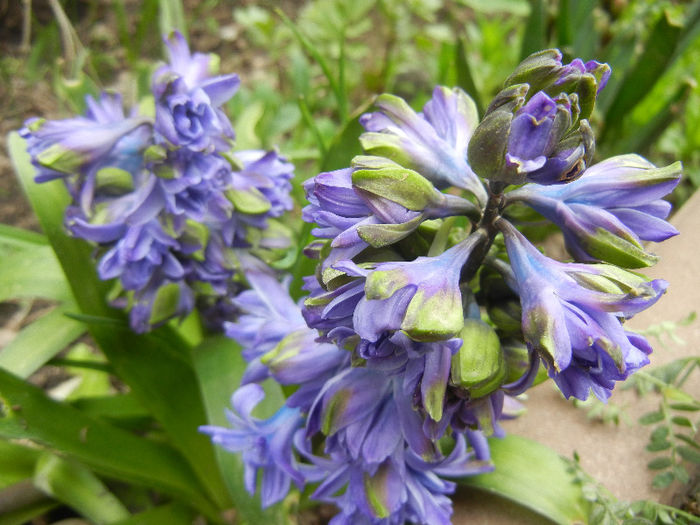 Hyacinth Isabelle (2013, April 07)