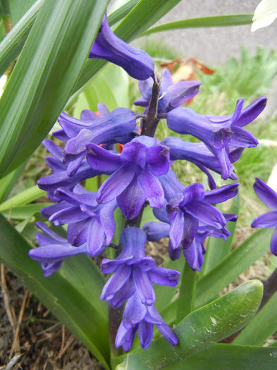 Hyacinth Peter Stuyvesant (2013, Apr.07) - Hyacinth Peter Stuyvesant
