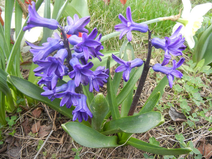 Hyacinth Peter Stuyvesant (2013, Apr.07)