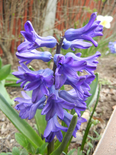 Hyacinth Peter Stuyvesant (2013, Apr.07) - Hyacinth Peter Stuyvesant