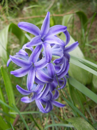 Hyacinth Blue Jacket (2013, April 07) - Hyacinth Blue Jacket