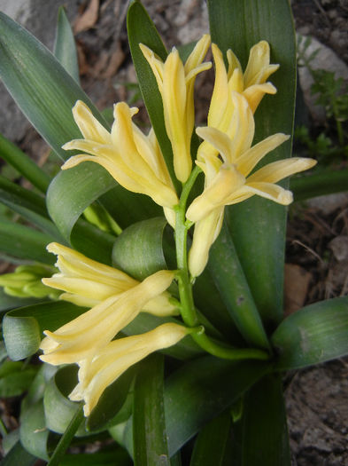 Hyacinth Yellow Queen (2013, April 07) - Hyacinth Yellow Queen