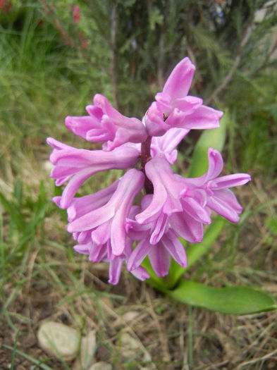 Hyacinth Splendid Cornelia (2013, Apr.07)