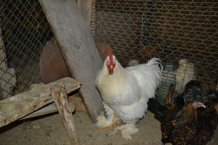 cochinchina si padoane