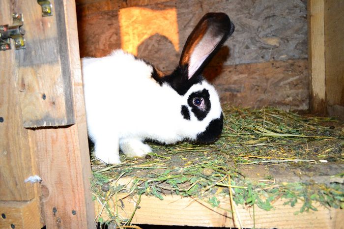 fluture german poza 3