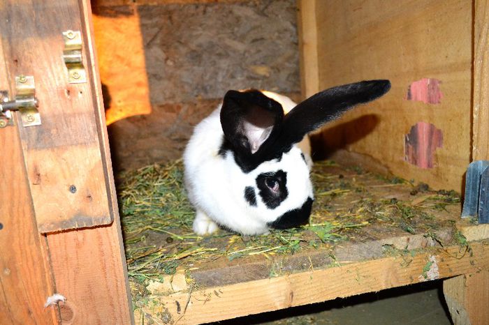 Fluture german poza 6