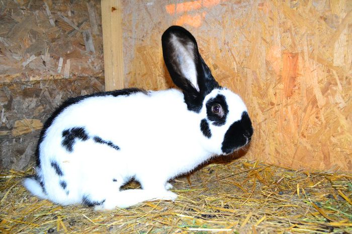 Fluture german poza 8