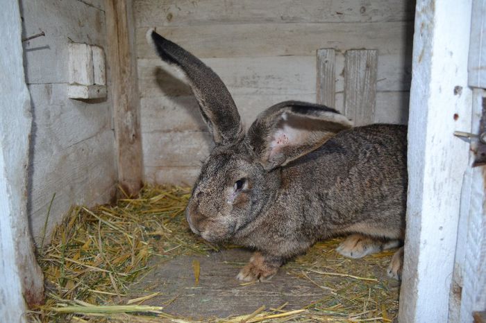 Iepure Belgian (femela)