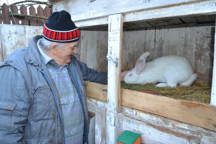 Marele alb (13) - Animale si pasari 2013