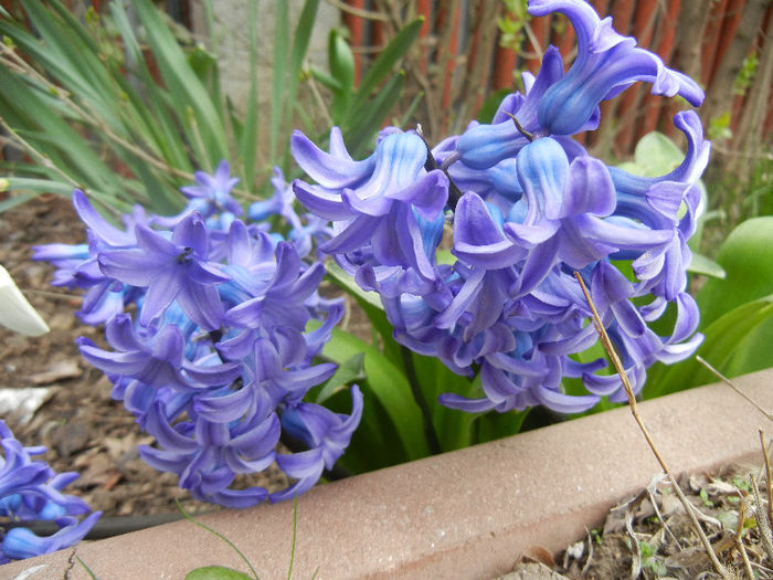 Hyacinth Delft Blue (2013, April 07)