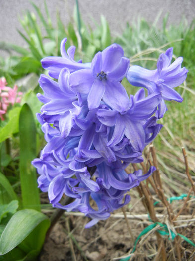 Hyacinth Delft Blue (2013, April 07)