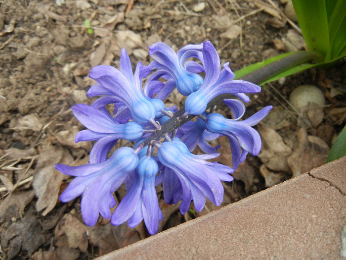 Hyacinth Delft Blue (2013, April 07) - Hyacinth Delft Blue