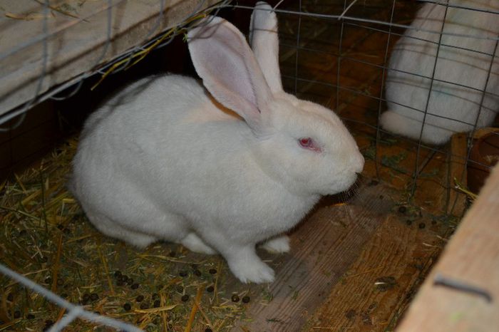 Marele alb German (8)