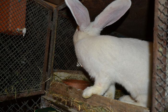 Marele alb German (9)