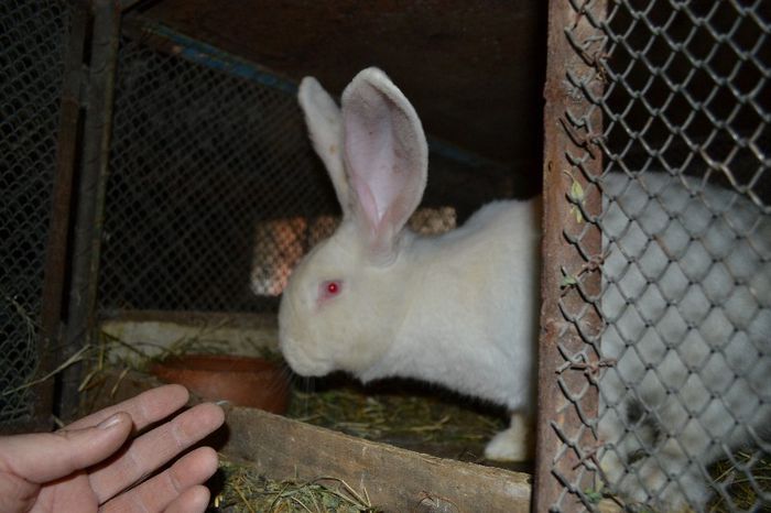 Marele alb German (10)