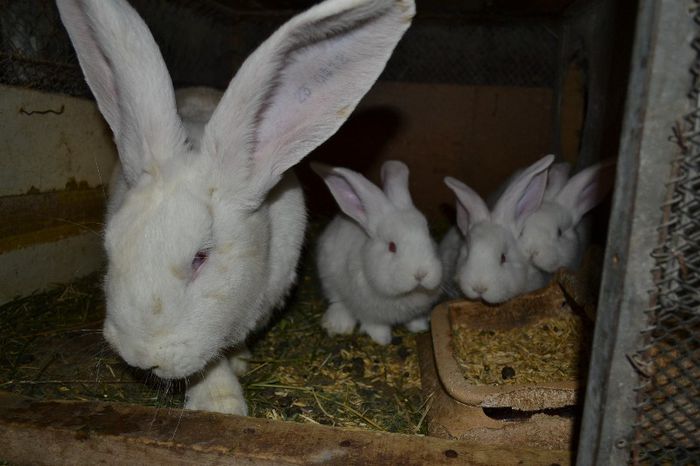 Marele alb german- femela cu pui