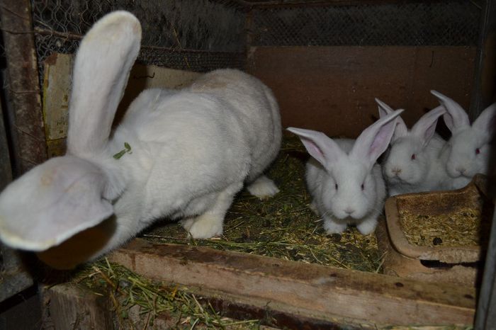 Marele alb german- femela cu pui (1)