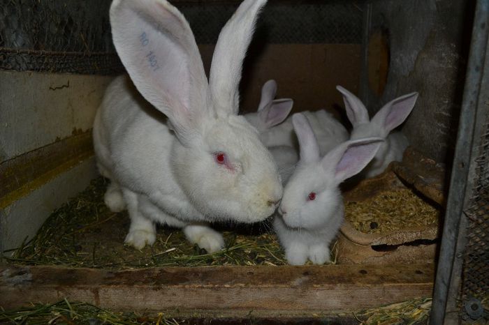 Marele alb german- femela cu pui (2)