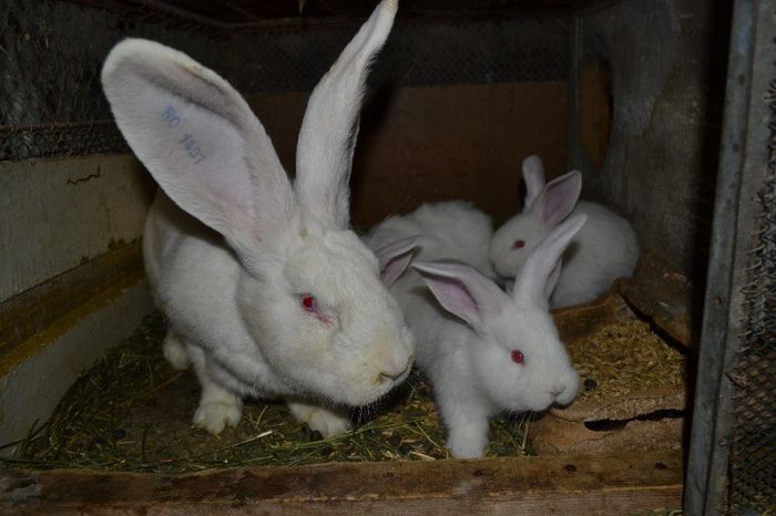 Marele alb german- femela cu pui (3)