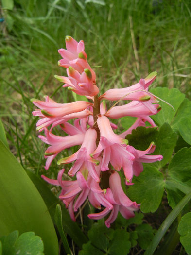 Hyacinth Pink Pearl (2013, April 07) - Hyacinth Pink Pearl