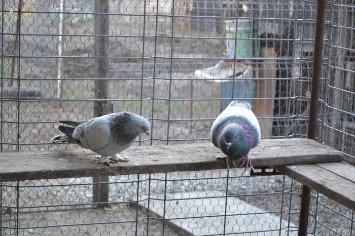 Tacla turcesc (stanga), Dreapta lux polonez