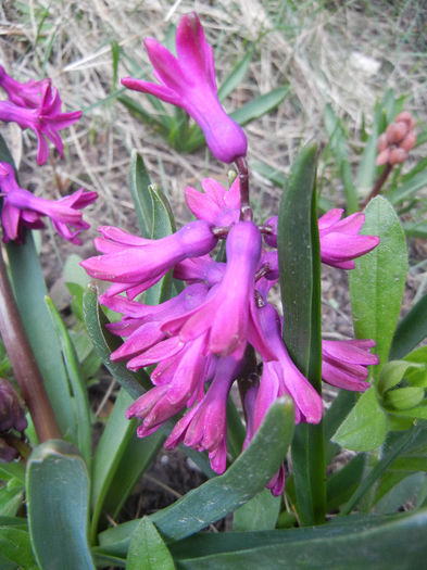 Hyacinth Woodstock (2013, April 07) - Hyacinth Woodstock