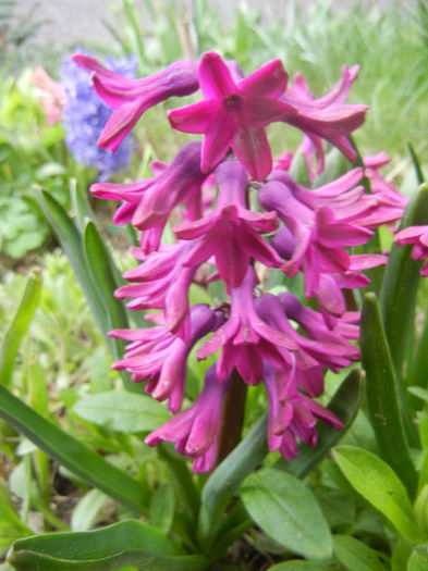 Hyacinth Woodstock (2013, April 07) - Hyacinth Woodstock