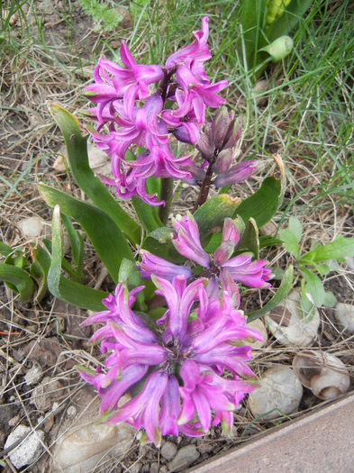 Hyacinth Amethyst (2013, April 07)