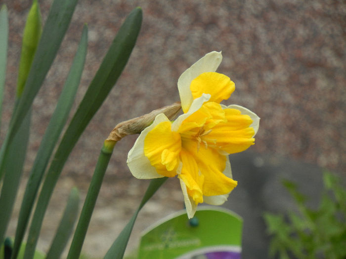 Narcissus Sovereign (2013, April 07)