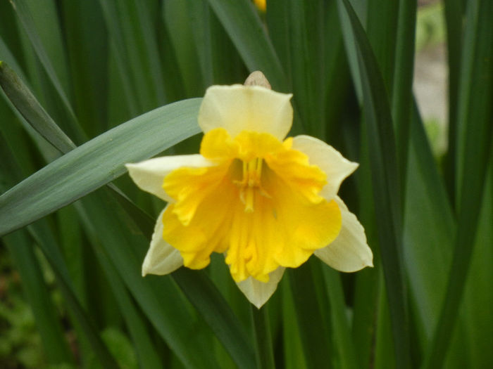 Narcissus Sovereign (2013, April 07) - Narcissus Sovereign