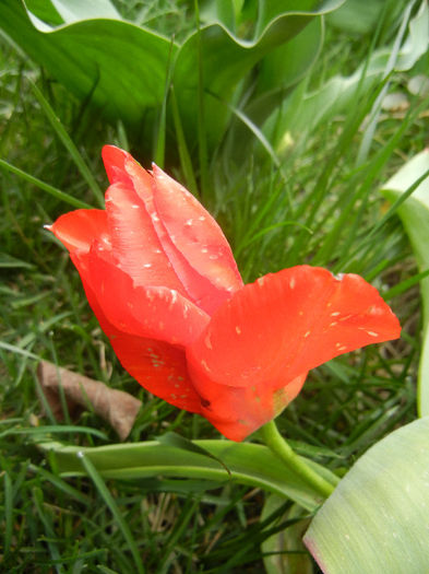 Tulipa Madame Lefeber (2013, April 07) - Tulipa Madame Lefeber
