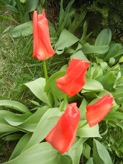 Tulipa Madame Lefeber (2013, April 07)